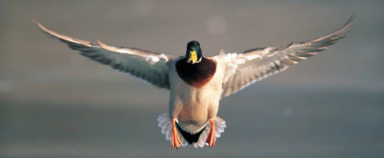 Quack Information Architecure